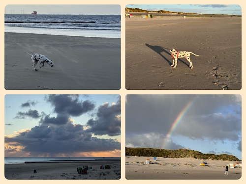 Bixa am Strand