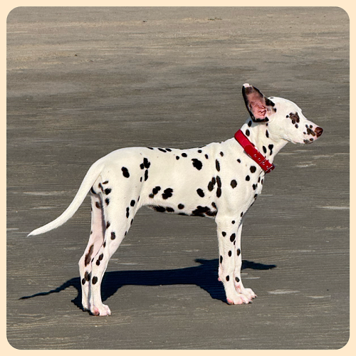 Hund am Strand mit Gegenwind