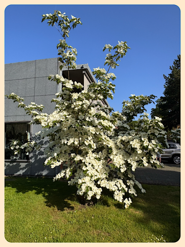 Cornus Venus