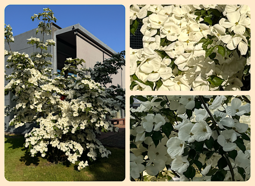 Cornus Venus