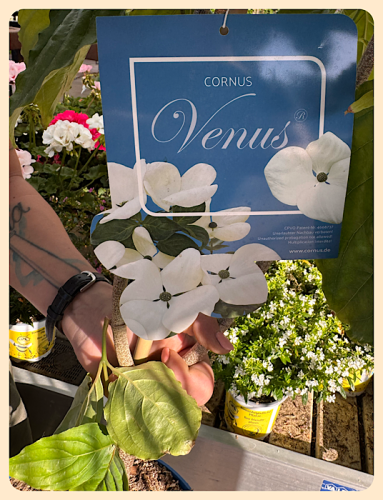 Cornus Venus