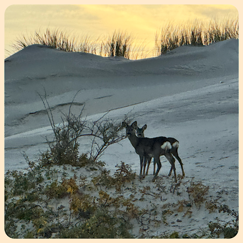 Damwild in Dünen 
