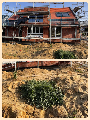 Riesendistel im Bausand