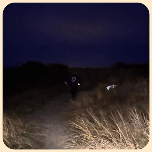 Abends in den Dünen