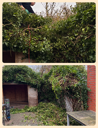 Der Efeu ist nicht kleinzukriegen