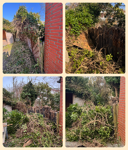 Der Efeu wird entfernt 