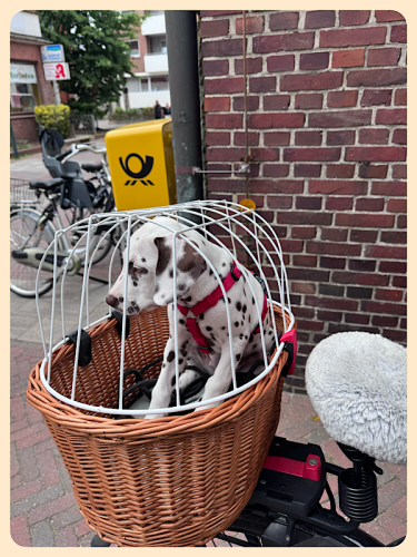 Hund im Fahrradkorb