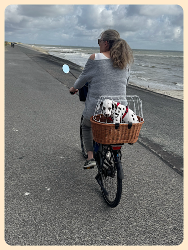 Hund im Fahrradkorb Hund im Fahrradkorb