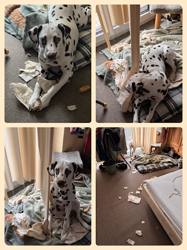 Der Hund hat schon mal die Gardinen gekürzt 