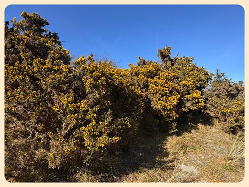 Der Ginster beginnt zu bl&uuml;hen 