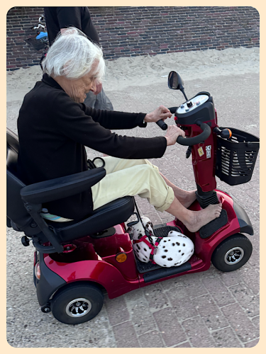 Hund auf Hasemobil