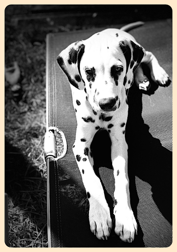 Starfoto vom Hund