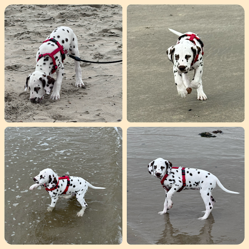 Hund am Strand