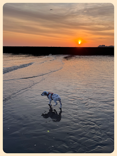 Hund abends am Strand