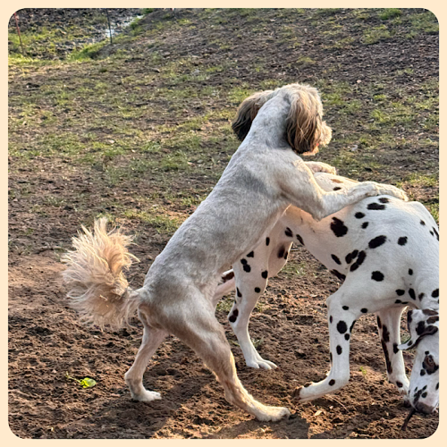 Bixa spielt mit einem geschorenen Freund