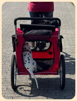 Hund im Fahrradanhänger