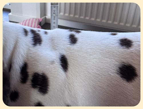 das aktuelle Stockmaß des Hundes das aktuelle Stockmaß des Hundes