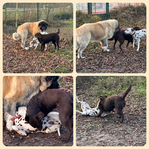 Bixa spielt mit anderen Hunden Bixa spielt mit anderen Hunden