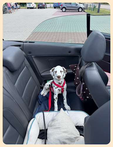 Hund im Auto Hund im Auto