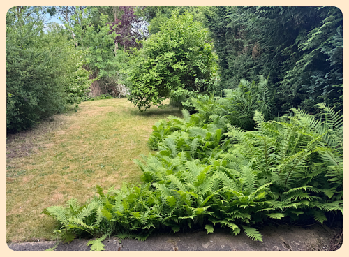 Der Killerfarn übernimmt den Garten Der Killerfarn übernimmt den Garten