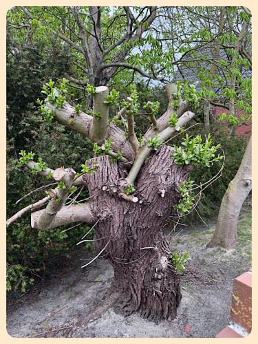 Der komplett gestutzte Baum schlägt wieder aus