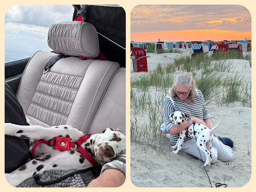 Kuschelhund