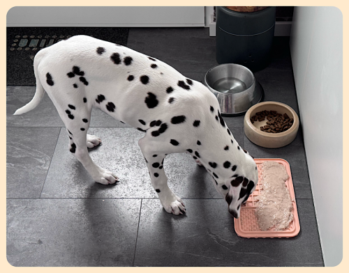 Hundedelikatesse Hundedelikatesse