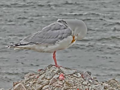 Möwe Möwe
