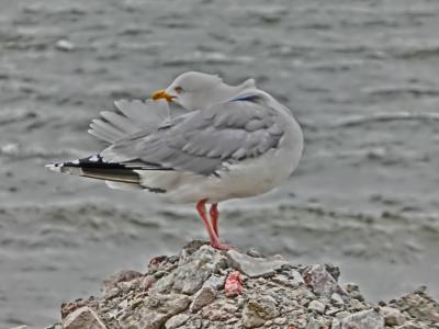 Noch mehr Möwe Noch mehr Möwe