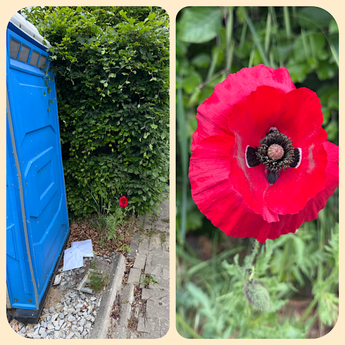 Die erste Blume blüht schon im Garten Die erste Blume blüht schon im Garten