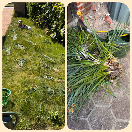 Umsetzen der Osterglocken