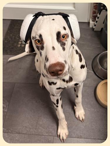 Bixa hat Ohrsch&uuml;tzer bekommen 