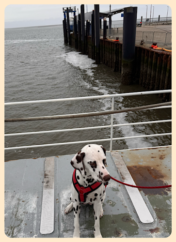 Bixa als Schiffshund