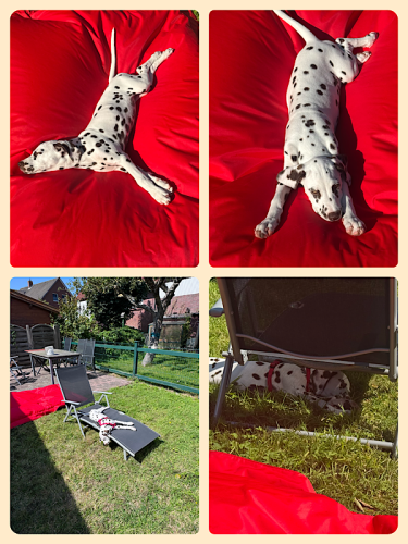 Der Hund auf verschiedenen Schlafplätzen
