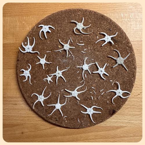 Meine Sammlung getrockneter Seesterne