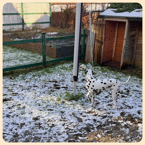 Der Dalmatiner mit Tarnfarbe im Schnee