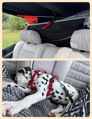 Vollgepacktes Flugzeug mit schlafendem Hund