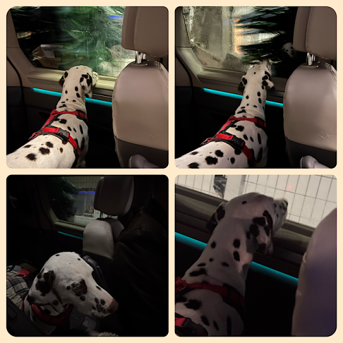 Bixa f&auml;hrt das erste Mal mit durch eine Waschstra&szlig;e 