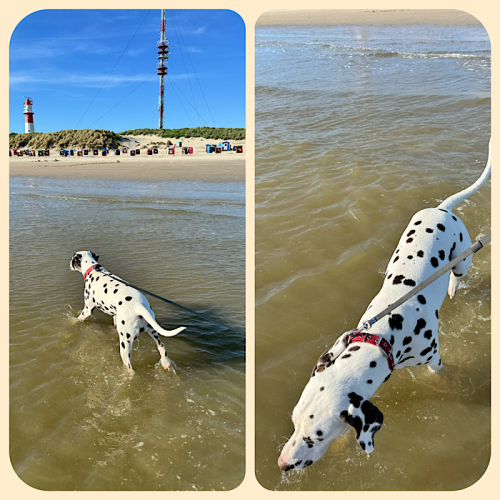 Bixa wird immer mehr zu einem Wasserhund Bixa wird immer mehr zu einem Wasserhund