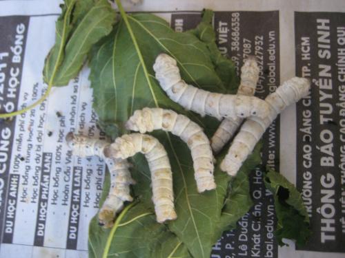 Silkworm