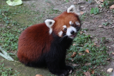 Roter Panda