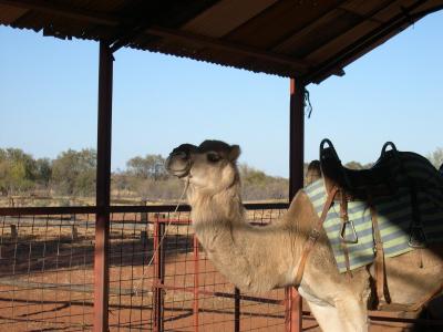 Kamelfarm mit der Möglichkeit auf einem Kamel besser Dromedar zu reiten