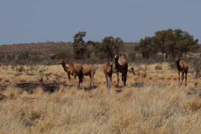 Kamele auf dem Weg zur Kings Creek Station