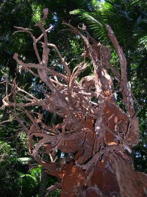 Wurzel eines umgefallenen Baums in Mount Tamborine