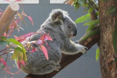 Daisy Hill (Koala Schutzstation): Postkarte