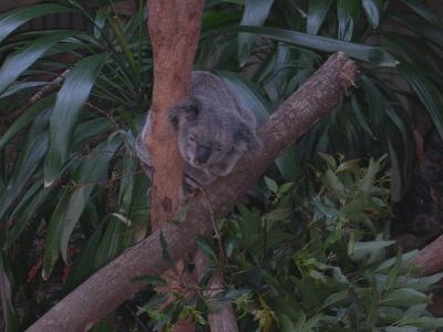 Daisy Hill, Koala: Was du gucken?
