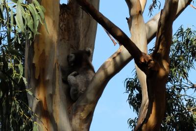 Koala im Baum, muss mich mal kratzen ...