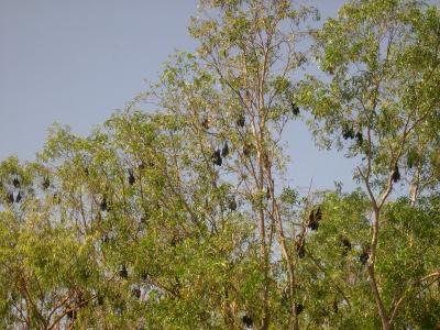 Fledermäuse in den Bäumen von Jaribu