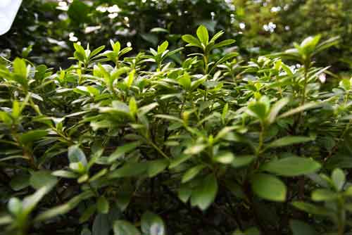 Camellia Sinensis, Teestrauch