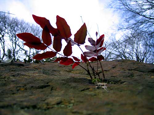 Planten un Blomen